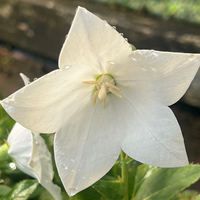 Platycodon grandiflorus 'Astral White'